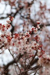 大阪城公園にて美しく咲く梅の花