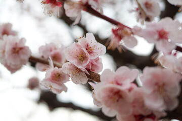 大阪城公園にて美しく咲く梅の花