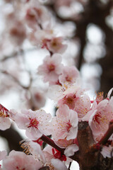大阪城公園にて美しく咲く梅の花