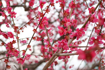大阪城公園にて美しく咲く梅の花