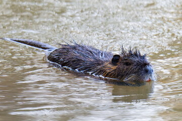 Nutria im Frühjahr an der Spree