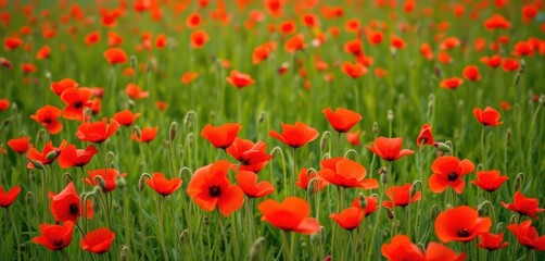 Fototapeta premium Crimson poppies scattered across a vibrant green field, swaying gently in the breeze, rural, summer