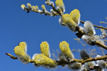 Branches of blossoming willow with bright yellow flowers against blue sky. Spring background. Easter. Place for text.