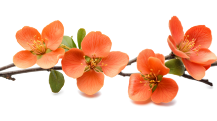 A row of orange flowers on a white background. The flowers are arranged in a line, with the stem of the leftmost flower extending over the rightmost flower