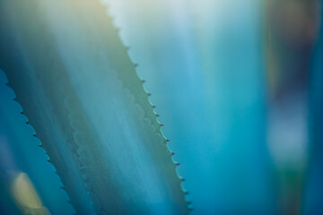 Closeup nature, abstract pattern of agave plant. Soft sunset light, blue green leaves tones. Macro pattern, summer garden. Artistic flora leaf on blurred bokeh lush foliage background