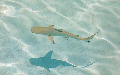 Amazing top view of black tip reef shark with shadow at the soft sandy sea bottom. Beautiful nature wildlife closeup. Baby shark in shallow and pristine transparent water in Maldives islands © icemanphotos