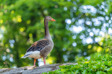 Graugans hält Ausschau im Grünen