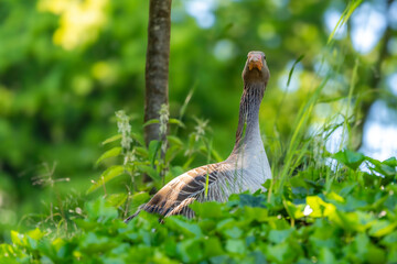 Eine Graugans steht im Gras und schaut