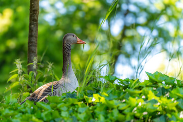 Eine Graugans sitz in einer Wiese