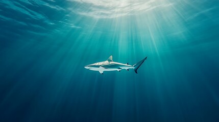 Oceanic Shark Sunbeams for Underwater Grace.