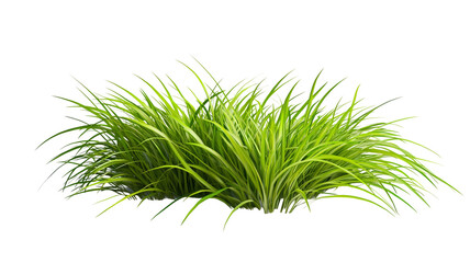 Vividly Green Dense Patch of Natural Grass with Long, Slender, and Healthy Blades. Easter Sunday 2025 Object PNG Isolated Transparent White Background Download