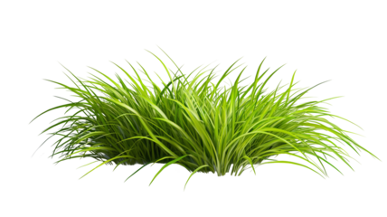 Vividly Green Dense Patch of Natural Grass with Long, Slender, and Healthy Blades. Easter Sunday 2025 Object PNG Isolated Transparent White Background Download