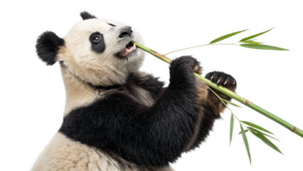 A panda bear standing on its hind legs with a bamboo stalk in its mouth, isolated on a transparent background 