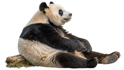 A panda bear sitting in a meditative pose, isolated on a transparent background