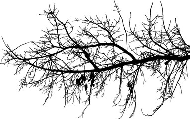 Vector illustration of natural oak tree branch with leaves