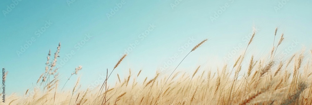 Aufkleber golden wheat field under clear blue sky with warm sunlight creating a tranquil atmosphere in a minim