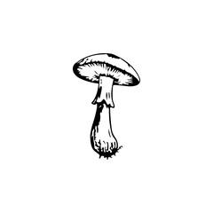 Simple Black and White Mushroom Illustration, hand-drawn isolated background