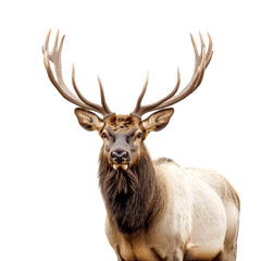Regal Elk with Impressive Antlers Standing Tall on Rock Isolated on Transparent Background