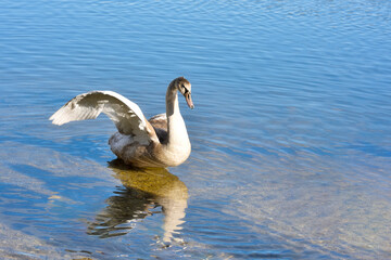 A gray swan with outspread wings on the water.