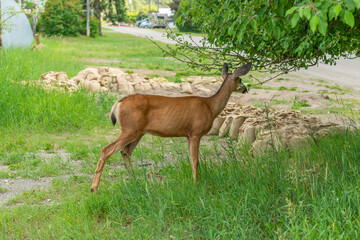 Wild deer in mountain park in at summer day in Vancouver, Canada, North America. Day time on September 2024.