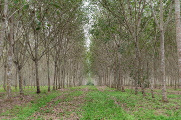 Rubber trees in the garden, Rubber plantations in Thailand, Agriculture, Economy, Industry