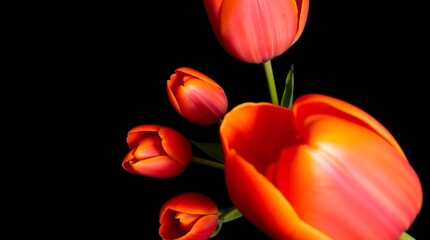 red and yellow tulips