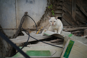 A creamy white cat in a deserted or mess and dirty house  