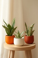 Three potted snake plants