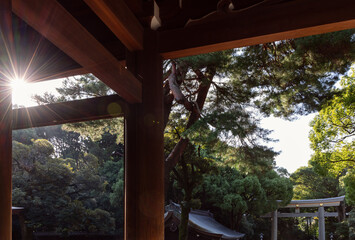 Golden sun rays pass through the entrance of Meiji Shrine in Tokyo, illuminating the wooden structure, towering pines, and a distant torii gate nestled within the sacred forest