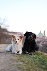 Two dogs lie on the road. In the background is a view of Prague