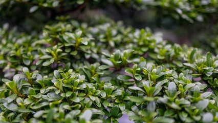 Macro view of a lush bonsai tree with tightly packed vibrant green foliage highlighting the fine details of miniature leaves shaped through careful trimming and maintenance
