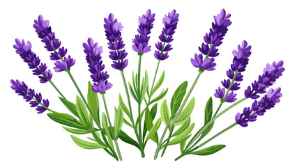Naklejka premium Lavender flowers isolated on white background