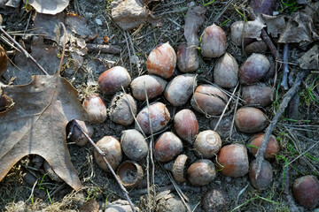 A top-down photo of the soil underfoot in early spring. Overwintered acorns may germinate. 