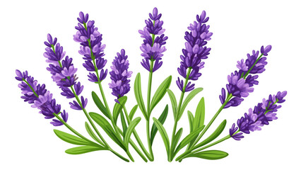 Naklejka premium Lavender flowers isolated on white background