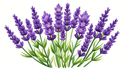 Naklejka premium Lavender flowers isolated on white background