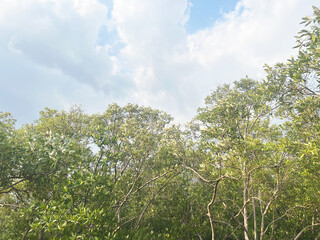 green grass and sky