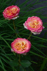 Three roses with vibrant pink and yellow petals. Vibrant Pink and Yellow Roses
