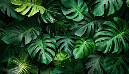 Tropical Monstera Leaves Background