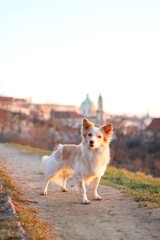 A small cute dog is in the park at sunrise.
