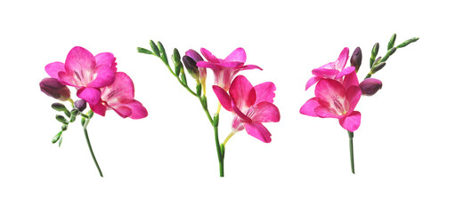 Aromatic pink freesia flowers isolated on white, set
