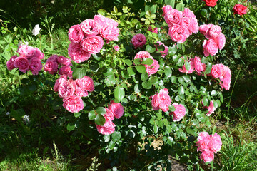 A cluster of vibrant pink roses with lush green leaves, likely in a garden setting. Bright Petals Amongst Foliage