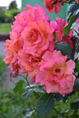 A lush display of vibrant orange-pink roses in full bloom, surrounded by deep green foliage. Vibrant Orange-Pink Rose Garden