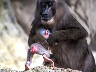 Mandrill Baby erkundet die Welt