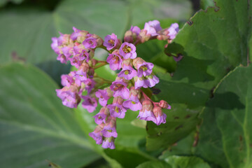 A cluster of pink flowers with yellow centers, surrounded by green leaves. Bergenia Bloom in Spring