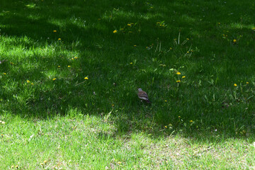 Serene Nature: Fieldfare Perched on Lush Grass