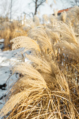 Fototapeta premium Close-up delicate white pampas grass swaying in wind summer, capturing natural beauty texture of ornamental grass in serene, blurred background. Ideal nature and botanical themes. Boho style. 
