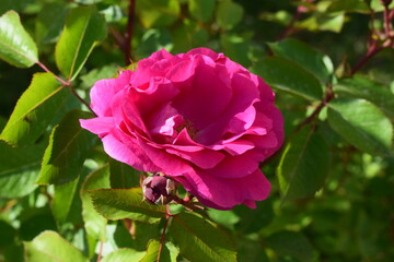 A bright pink rose in full bloom, surrounded by green leaves. Pink Rose in Full Bloom with Bud