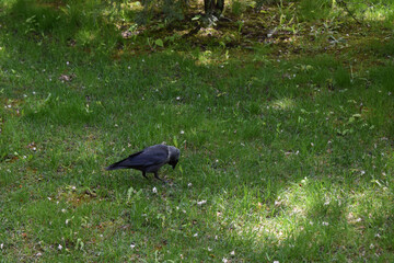 Black-Feathered Jackdaw on Lush Green Lawn