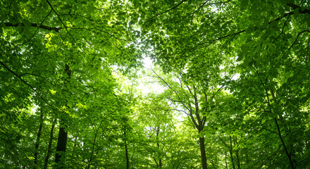 Fototapeta premium Sunlight Filtering Through Green Tree Canopy in Forest Setting