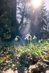 galanthus nivalis snowdrop flower in the forest with sunbeam and sunlight
